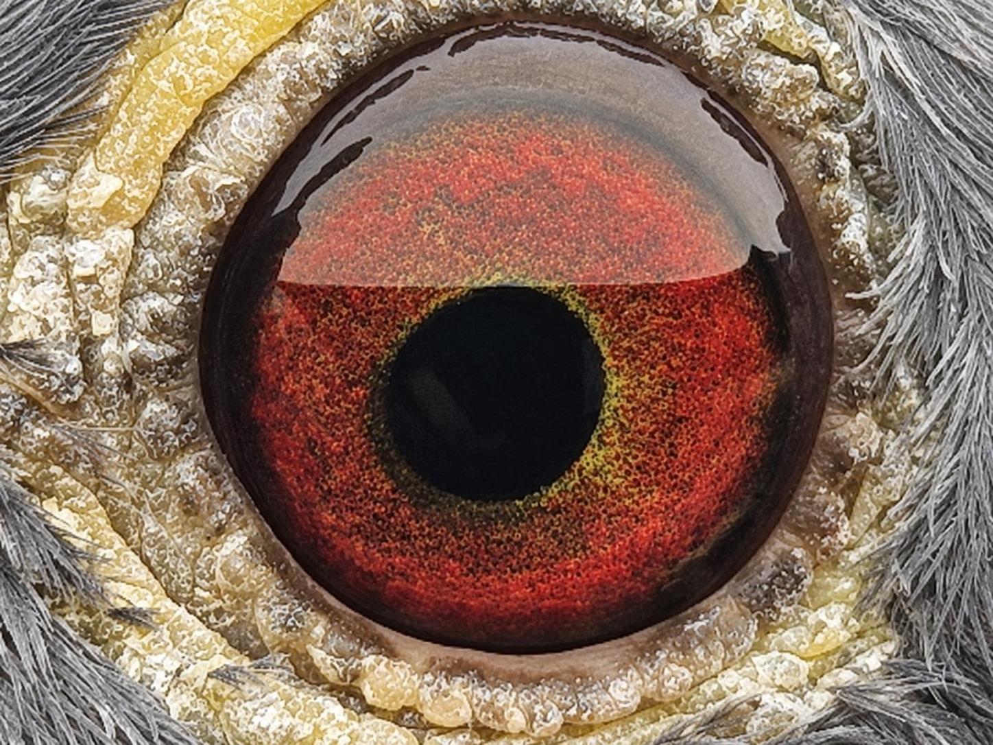 Pigeon eye